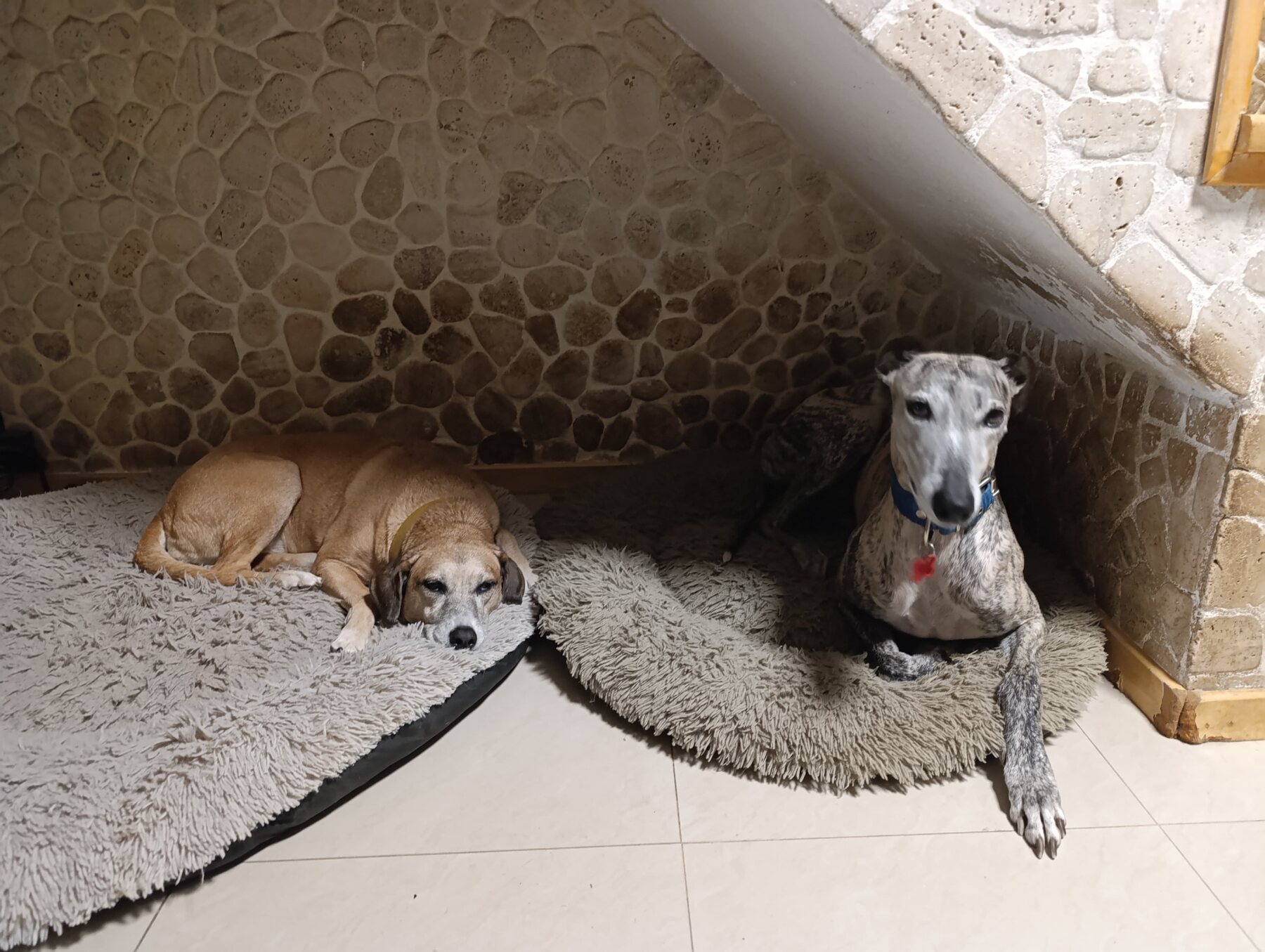 Copita y Apolo descansando durante su cuidado