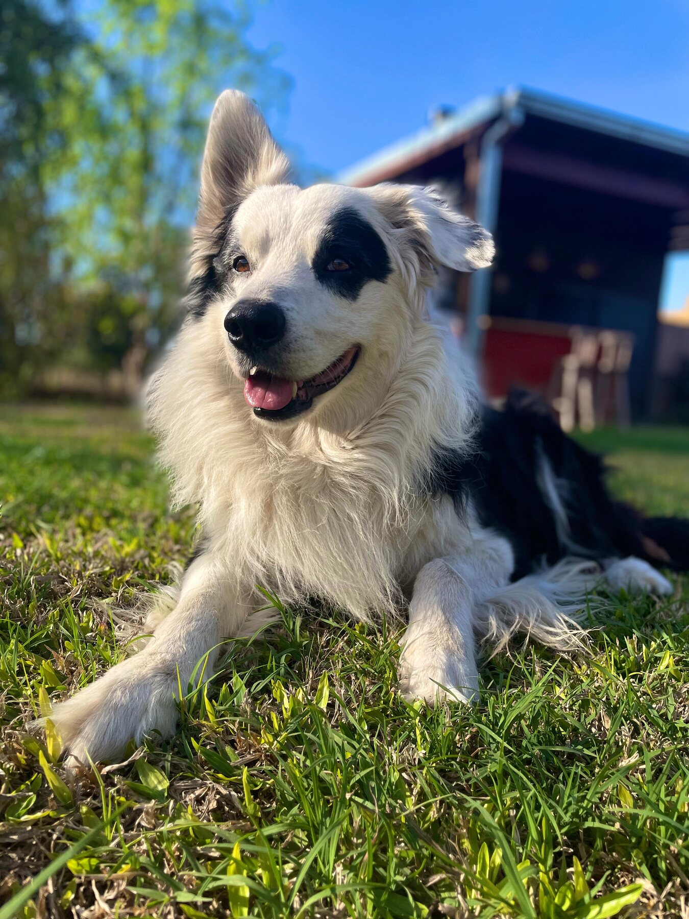 Logan, amigo de Canino OK en Funes