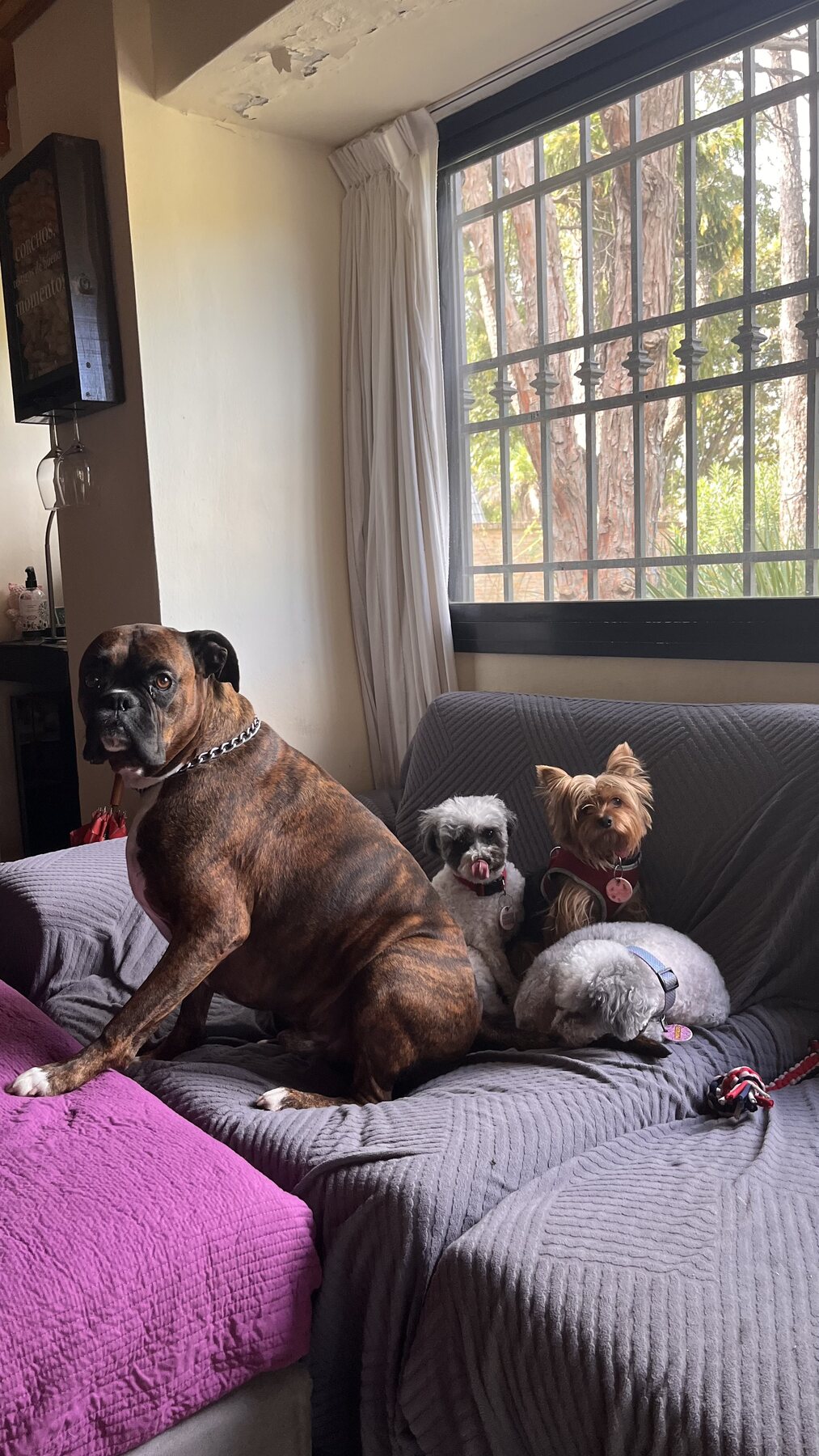 Mascotas acompañadas por Canino OK